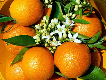 Oranges, Flowers, Food, Grass HD wallpaper