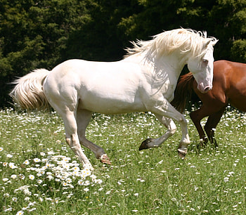 Cremello, spanish, andalusian, horses, albino HD wallpaper
