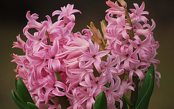 Hyacinth , Natural beauty, Floral elegance, Serene backdrop HD wallpaper