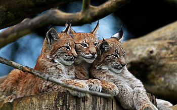 Animals, Bobcats, To Lie Down, Lie, Hide, Three HD wallpaper