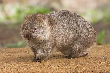 Animal , Australian beauty, graphy HD wallpaper