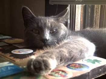 want a piece of me, blue, cats, love HD wallpaper