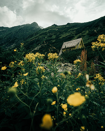 Nature, Flowers, Grass, Building, Rocks, House HD phone wallpaper
