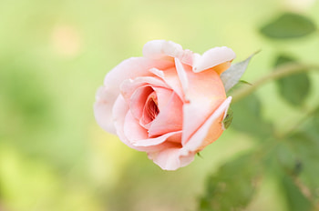 Plants, Flowers, Roses HD wallpaper