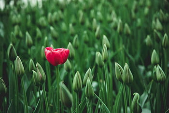 A single vibrant red tulip stands out in a field of green buds, showcasing beauty in nature. HD wallpaper