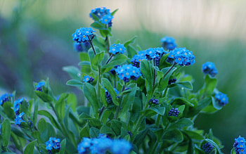 Flowers, Leaves, Macro, Petals, Forget-Me-Nots HD wallpaper