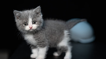 Light Grey White Cat Kitten Is Standing In Dark Background With Stare Look Kitten HD wallpaper