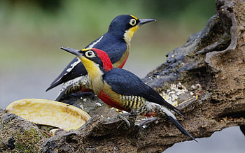 Yellow-fronted Woodpeckers, two, birds, woodpeckers, animals HD wallpaper