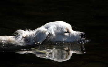 Animals, Water, Fluffy, Dog, Swim HD wallpaper
