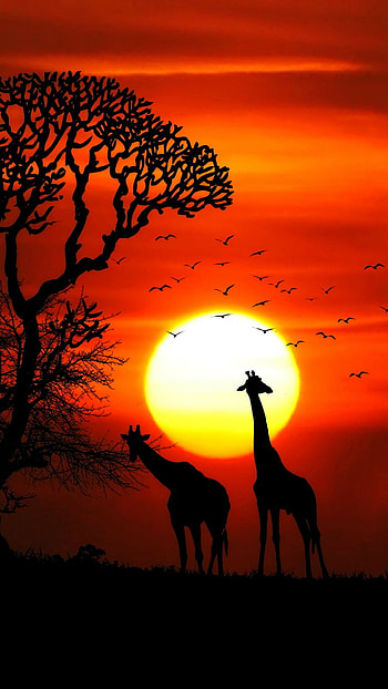Giraffe rhino sunset, Red sky tree forest HD phone wallpaper
