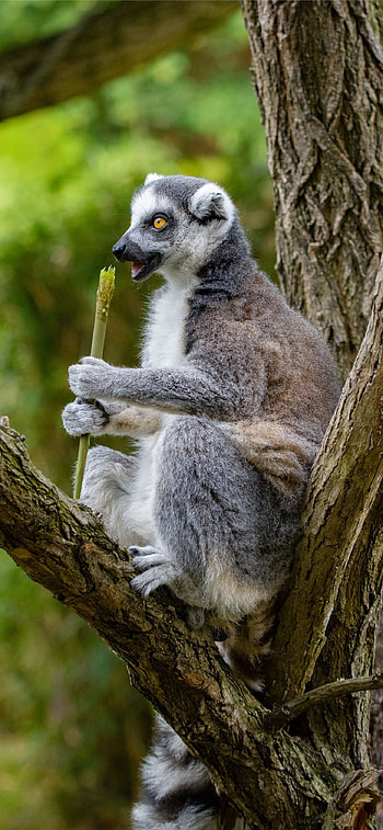 Best lemurs , High-definition beauty, Ring Tailed Lemur, Mobile experience HD phone wallpaper