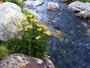 A mountain stream, flowers, clear, water, rocks, beauty, stream HD wallpaper