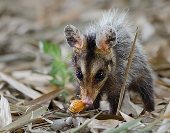 The big-eared, Opossum HD wallpaper