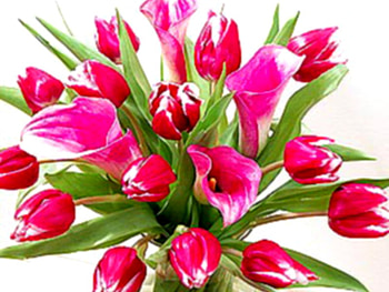 Pink and red tulips, tulip, pink, bouquet, flower, nature HD wallpaper
