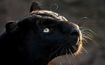 Animals, Dark, Muzzle, Predator, Big Cat, Panther HD wallpaper