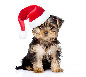 Christmas puppy, dog, animal, craciun, cute, puppy, christmas, red, yorkshire terrier, sant, hat, caine HD wallpaper