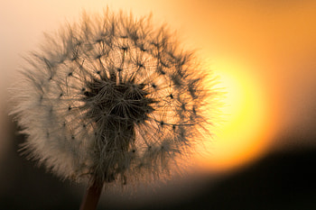 Dandelion Flower Macro, dandelion, flowers, nature, macro HD wallpaper