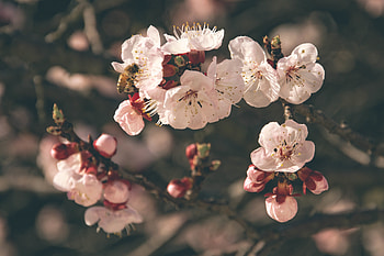 Flowers, Macro, Bloom, Flowering, Bee, Spring, Pollination HD wallpaper