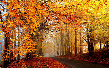 Landscape, Nature, Roads HD wallpaper