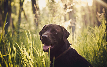 Animals, Grass, Dog, Muzzle, Sight, Opinion HD wallpaper
