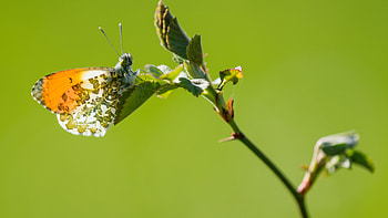 Orange White Design Butterfly On Plant Leaf In Green Background Butterfly HD wallpaper