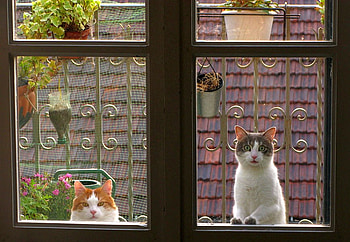 Cats in Window, cool HD wallpaper