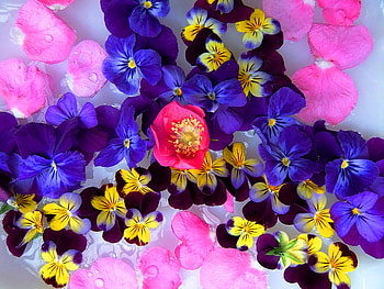Just around the corner, blue, pink, coral, yellow, colors, flowers, spring HD wallpaper