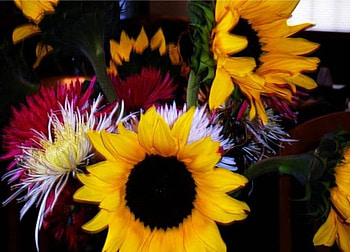 Large Sunflowers, large, sunflowers HD wallpaper