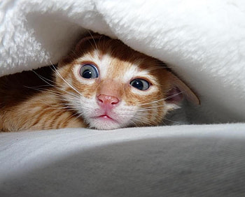 Any spooks out there?, kitten, halloween, scared, blanket, spooks HD wallpaper