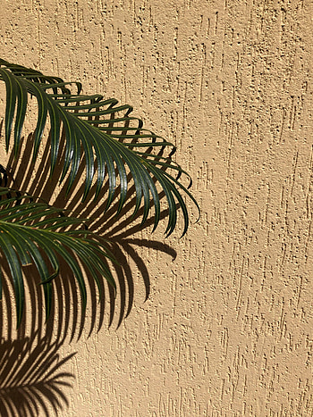 Leaves, Miscellanea, Miscellaneous, Palm, Branches, Wall, Beige HD phone wallpaper