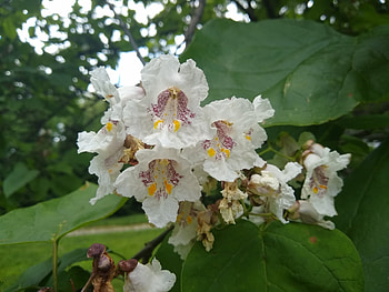 Bois chavanon, Catalpa speciosa, Plants candide HD wallpaper