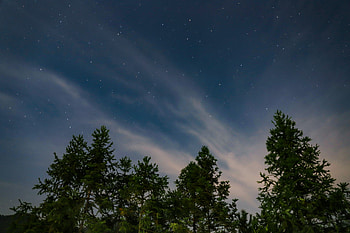 Nature, Trees, Sky, Starry Sky HD wallpaper