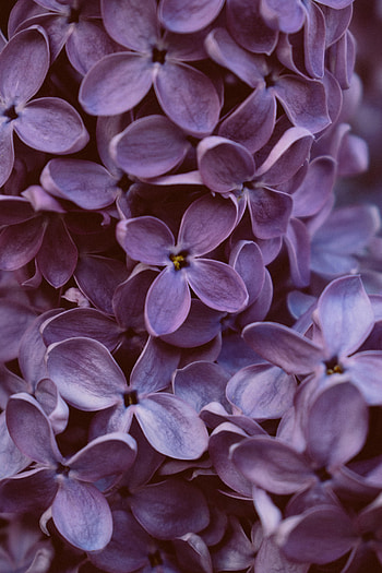 Flowers, Lilac, Violet, Macro, Bloom, Flowering, Purple HD phone wallpaper