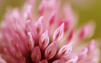 Flower, Plant, Macro, Petals HD wallpaper