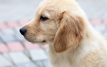 Dog, sweet, pay, dogs, puppies, cute, beautiful, beauty, playful, playful dog, puppy, dog face, pretty, animals, face, bubbles, lovely HD wallpaper