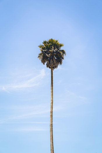 Nature, Sky, Leaves, Wood, Tree, Palm HD phone wallpaper