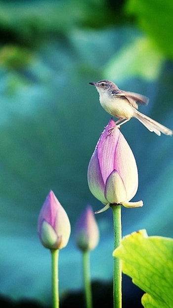 Birds , Avian diversity, Feathered friends, Nature's symphony HD phone wallpaper