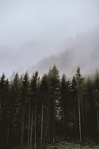 Nature, Trees, Clouds, Forest, Fog, Spruce, Fir HD phone wallpaper