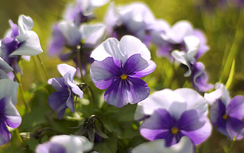 Violets , Flower , Delicate blossoms, Fragrant petals HD wallpaper