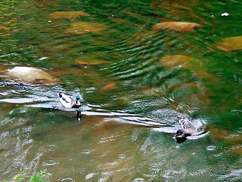 Pair Of Mallards, Creek, graphy, Mallards, Rocks, Ducks, Male, Female HD wallpaper