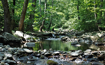 Forest Stream, trees, nature, forest, rocks, stream HD wallpaper