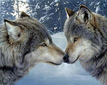 Kiss, winter, painting, art, pictura, couple, wolf, lup HD wallpaper