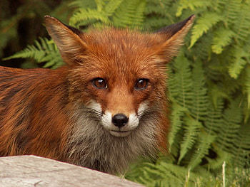 The Fox, animals, baby fox animal, nature, rock, fox animal HD wallpaper