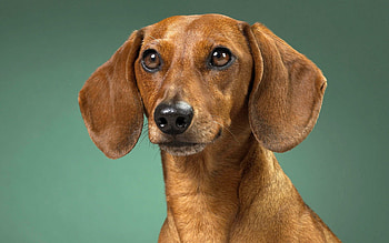 Animals, Dog, Muzzle, Ears, Waiting, Expectation, Dachshund HD wallpaper