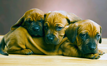 Puppies, puppy, trio, dog, brown, cute, caine HD wallpaper