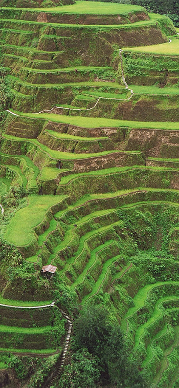 Banaue , compatible, , Stunning background HD phone wallpaper