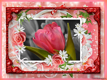 PRETTY TULIP, FLOWER, PRETTY, TULIP, PINK HD wallpaper