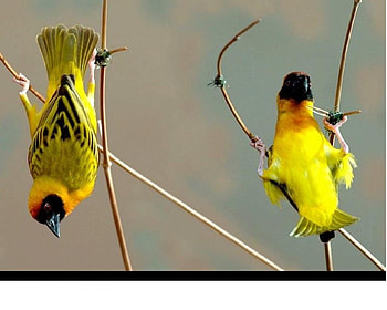 Acrobats, wings, birds, feathers, yellow, small HD wallpaper