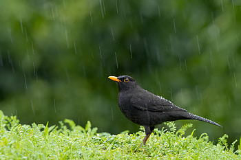 Common Blackbird, Majestic avian, Nature's melody, Feathered friend HD wallpaper