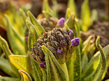 Flowers, Leaves, Flower, Plant, Blur, Smooth HD wallpaper